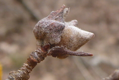 Dasineura serrulatae