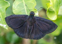 Ephyriades arcas