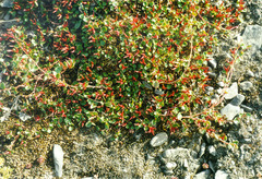 Salix nummularia