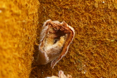 Dasineura serrulatae
