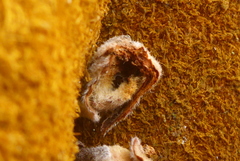 Dasineura serrulatae