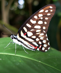 Graphium arycles