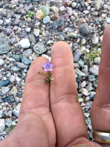Little gilia (Gilia minor)
