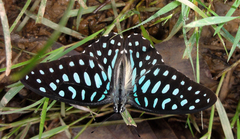 Graphium arycles