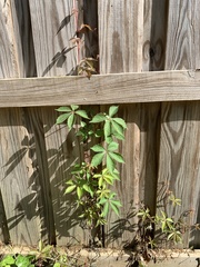 Parthenocissus quinquefolia