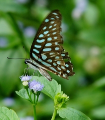 Graphium arycles