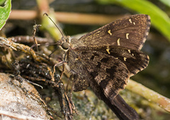 Thorybes dorantes cramptoni