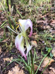 Zephyranthes atamasco