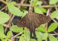 Thorybes dorantes cramptoni