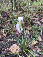 Zephyranthes atamasco