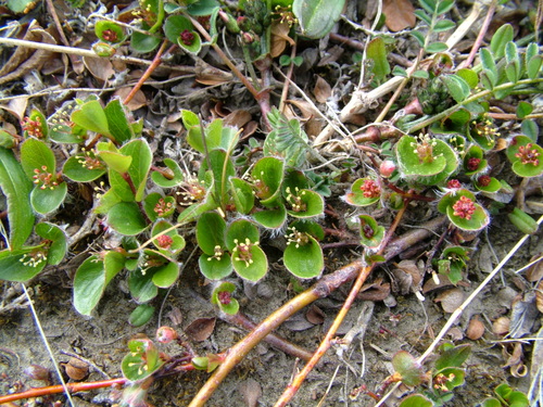 Salix nummularia iNat (2)