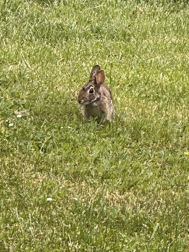 Appalachian Cottontail observed by chris_range