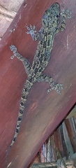 Hemidactylus platycephalus