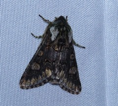 Psaphida thaxterianus