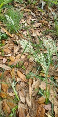 Poa arachnifera