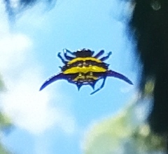 Gasteracantha falcicornis