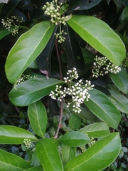 Viburnum odoratissimum