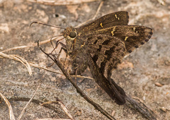 Thorybes dorantes cramptoni