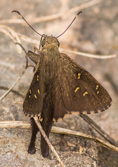 Thorybes dorantes cramptoni