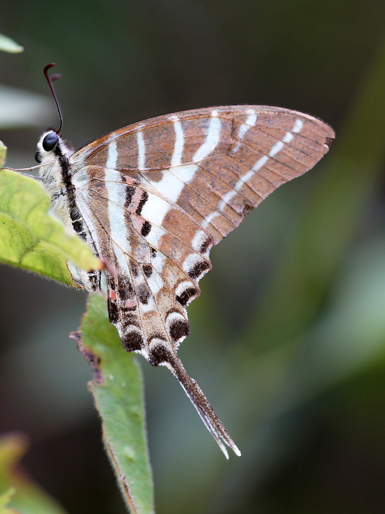 Chain Swordtail