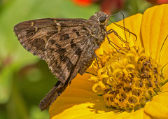 Thorybes dorantes cramptoni