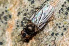 Earomyia lonchaeoides