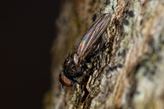 Earomyia lonchaeoides