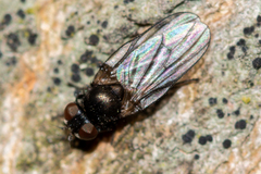 Earomyia lonchaeoides
