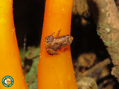 Brachycephalus didactylus