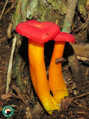 Brachycephalus didactylus