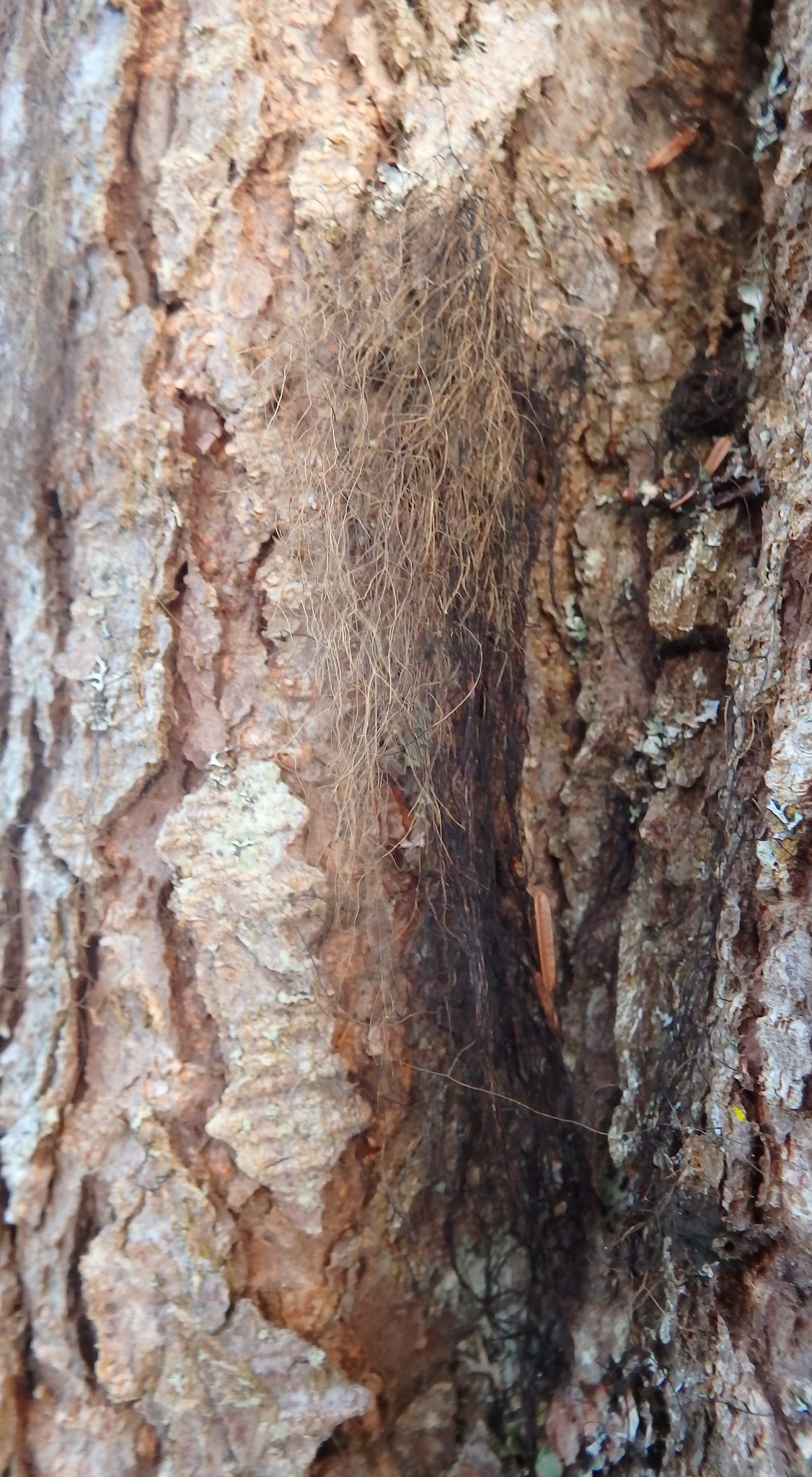 Bryoria bicolor image