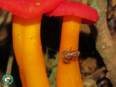 Brachycephalus didactylus