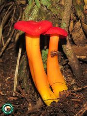 Brachycephalus didactylus