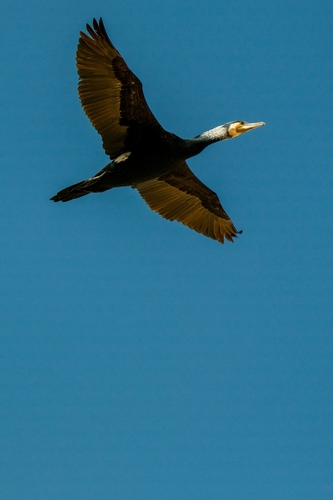 Great Cormorant