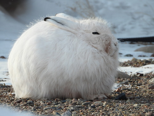 Arctic Hare observed by bradleyfishes