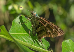 Urbanus proteus domingo