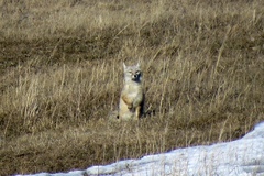 Vulpes corsac