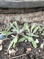Asteraceae