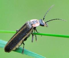 Podabrus brevicollis