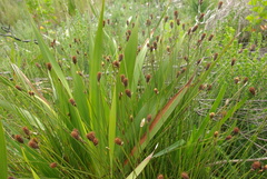 Hypodiscus alboaristatus