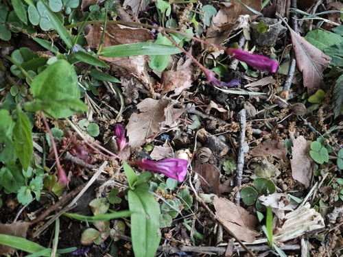 Oxalis brasiliensis, photograph 1