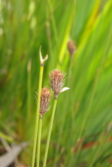 Hypodiscus alboaristatus