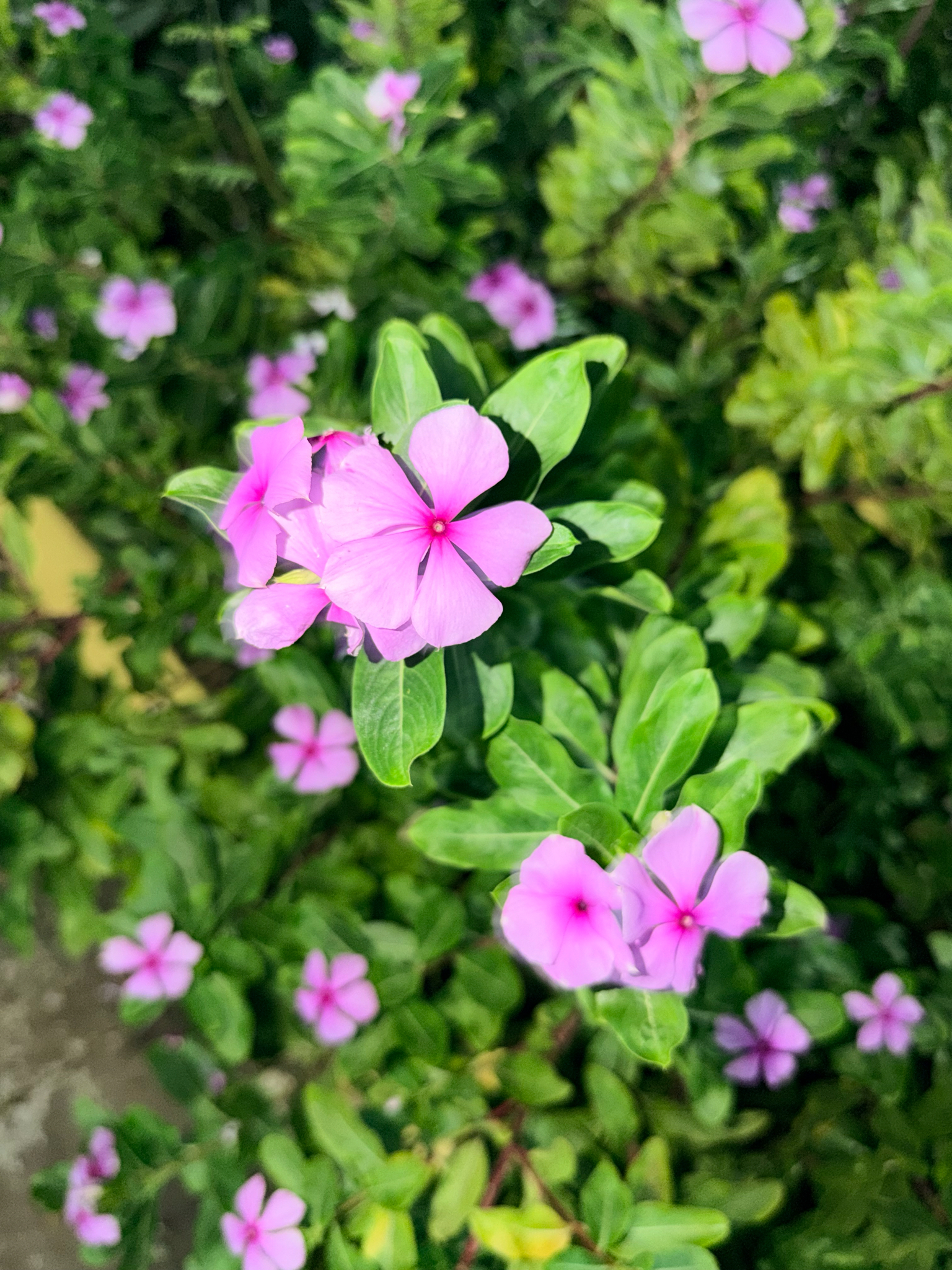 Catharanthus roseus
