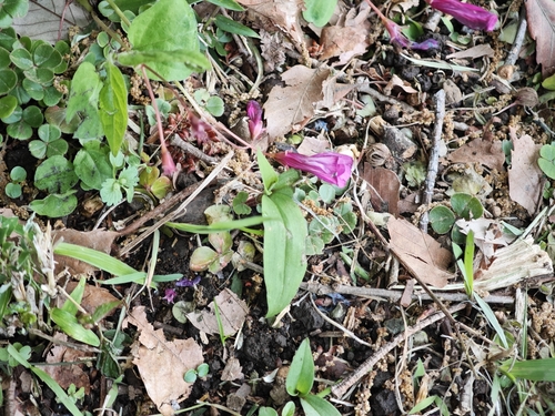 Oxalis brasiliensis, photograph 2
