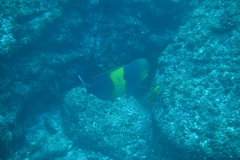 Yellowtail Parrotfish photo 1