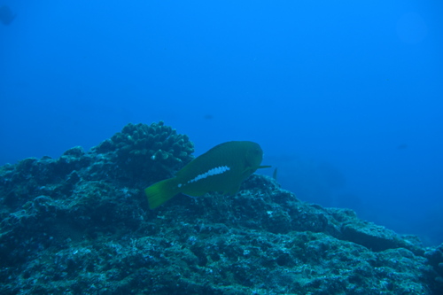 Scarus obishime observed 2026-04-25