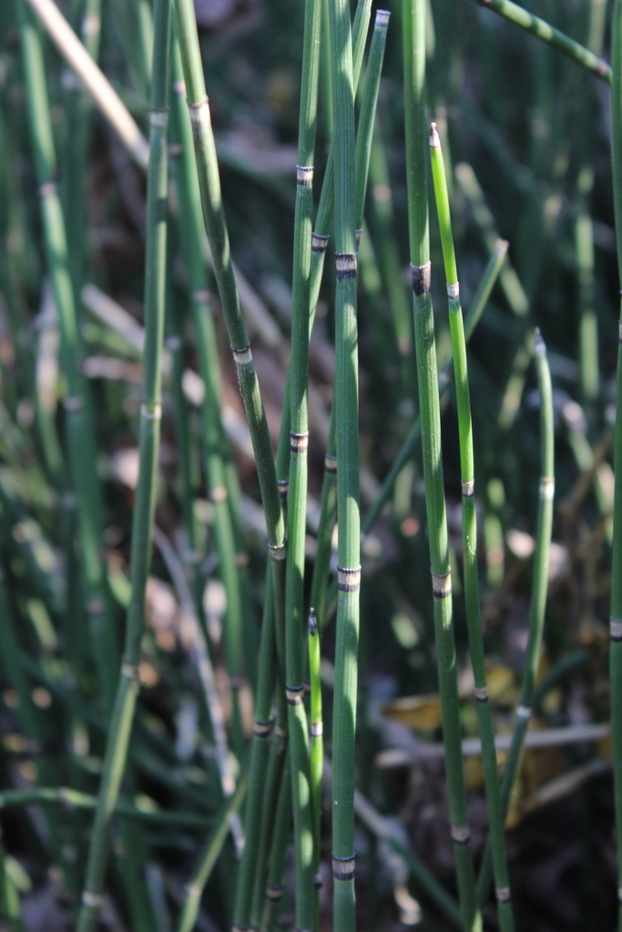 Equisetum hyemale