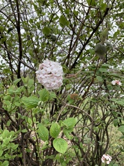 Viburnum carlesii