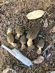 Morchella brunnea