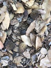 Morchella brunnea